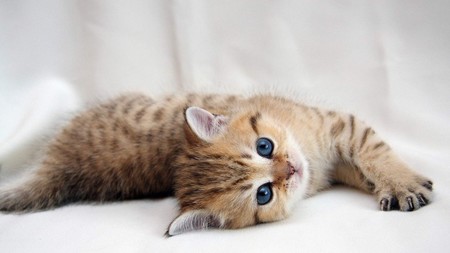 小猫吐白沫怎么办 找到原因对症下药