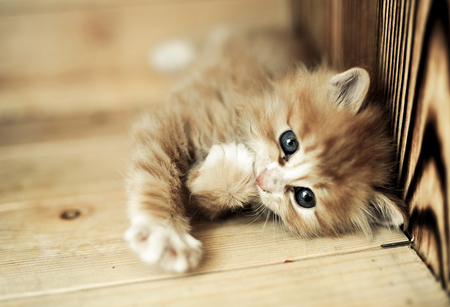 小猫打喷嚏怎么办 4种情况易导致打喷嚏