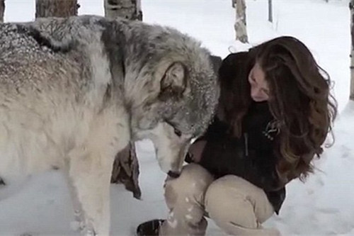 美女野生动物管理员与野狼亲密玩耍