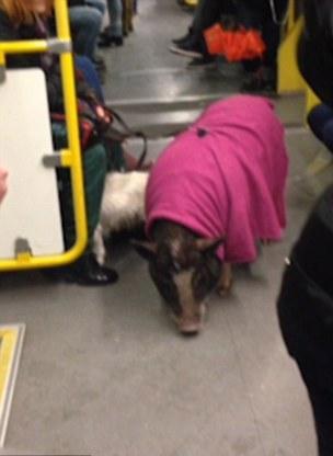 二师兄现身地铁 尾巴被染桃红色与衣服呼应