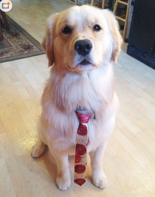 今天是第一天上班，领带一定要系好