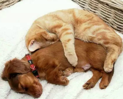 让人羡慕的一对