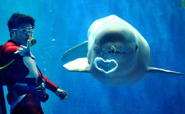 野生动物摆出或“自带”心形图案营造“情人节”浪漫氛围