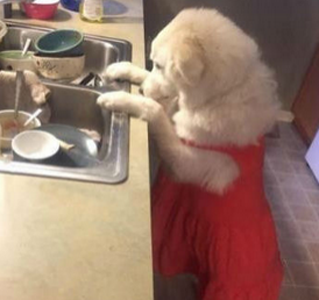 帮忙洗碗的好男人