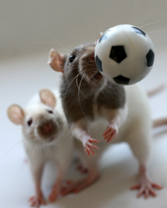 呦，球技不错嘛