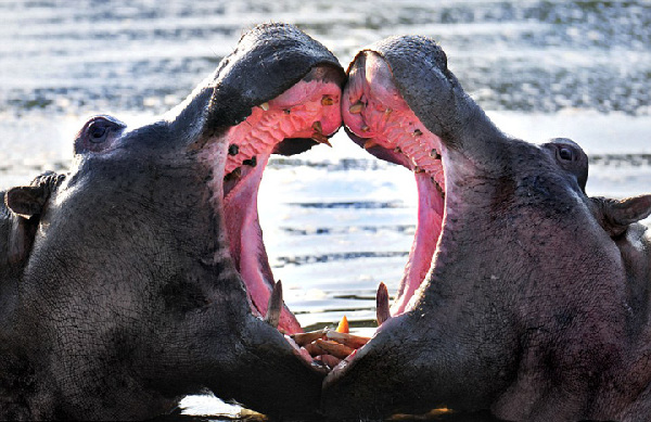 野生动物摆出或“自带”心形图案营造“情人节”浪漫氛围