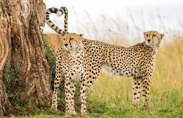 野生动物摆出或“自带”心形图案营造“情人节”浪漫氛围