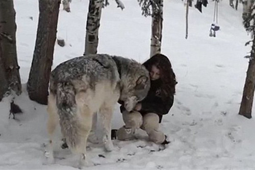美女野生动物管理员与野狼亲密玩耍