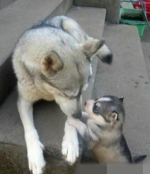 爸比我想吃雪糕 找你妈比去