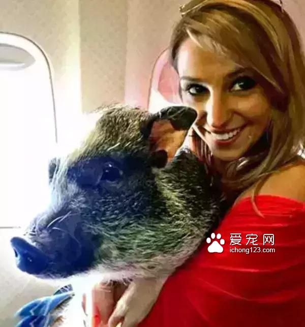 具有人性化的八大航空公司，让你的宠物也拥有“专座”