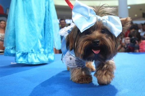 巴西圣保罗举行小狗狂欢节服装比赛 造型各异吸引眼球