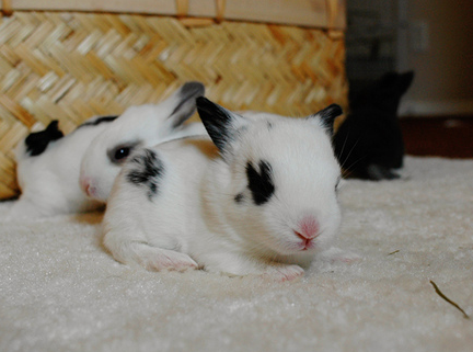 刚出生的兔子怎么喂养 食物要有营养