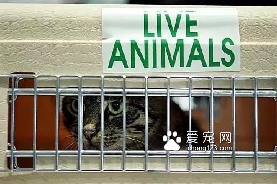 具有人性化的八大航空公司，让你的宠物也拥有“专座”