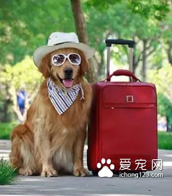 具有人性化的八大航空公司，让你的宠物也拥有“专座”