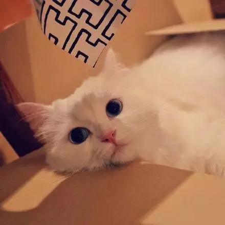 可爱的喵，你就是美丽的白雪公主~