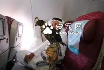具有人性化的八大航空公司，让你的宠物也拥有“专座”