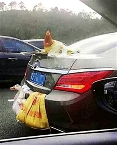 轿车外挂鸡鸭跑高速 求鸡鸭的心理阴影面积