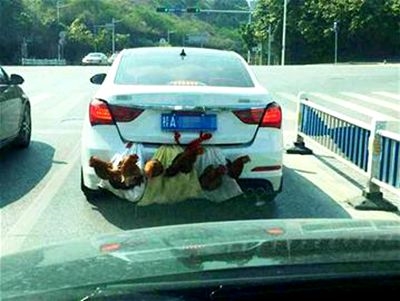 轿车外挂鸡鸭跑高速 求鸡鸭的心理阴影面积