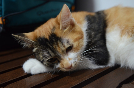 小猫身上有臭味怎么办 及时给小猫护理