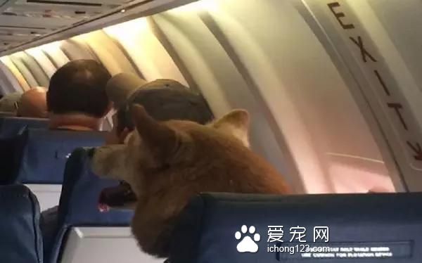 具有人性化的八大航空公司，让你的宠物也拥有“专座”