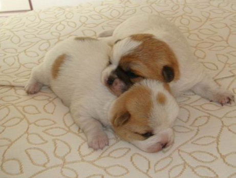 刚出生的小狗怎么养 要准备一个温暖的窝