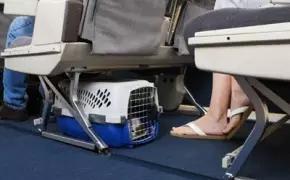 具有人性化的八大航空公司，让你的宠物也拥有“专座”