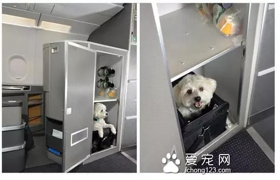 具有人性化的八大航空公司，让你的宠物也拥有“专座”