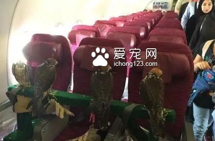 具有人性化的八大航空公司，让你的宠物也拥有“专座”