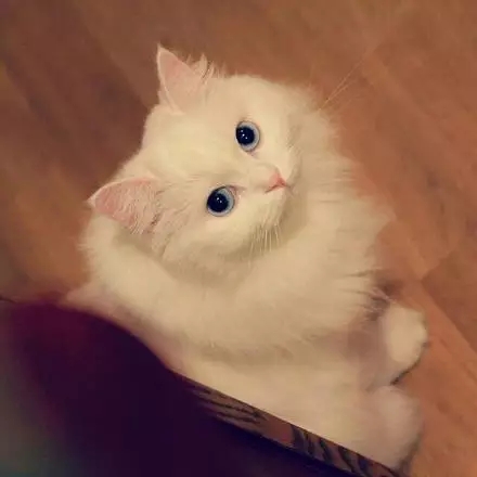 可爱的喵，你就是美丽的白雪公主~