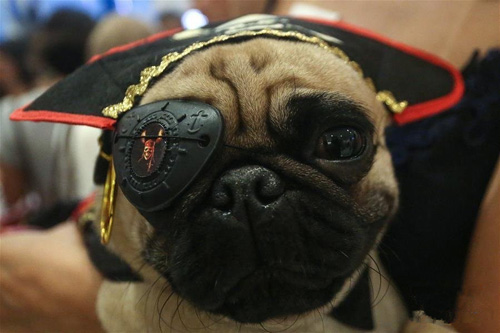 巴西圣保罗举行小狗狂欢节服装比赛 造型各异吸引眼球