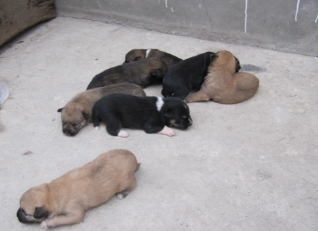 刚出生的小狗拉稀怎么办 早发现早治疗