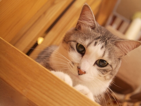 小猫流鼻涕怎么办 是常见的一种症状之一