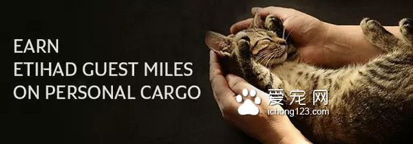 具有人性化的八大航空公司，让你的宠物也拥有“专座”