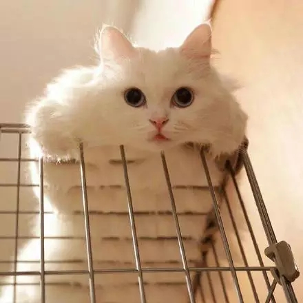 可爱的喵，你就是美丽的白雪公主~