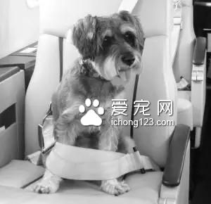 具有人性化的八大航空公司，让你的宠物也拥有“专座”