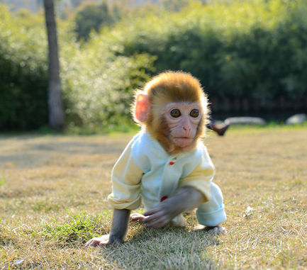 中国富人饲养宠物从藏獒到小猴饲养动物的变动