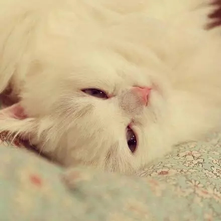 可爱的喵，你就是美丽的白雪公主~