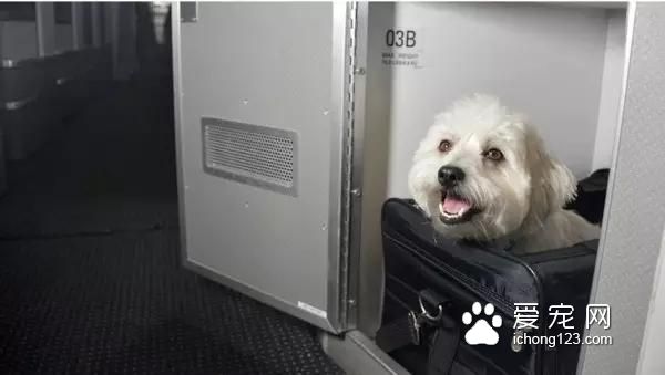 具有人性化的八大航空公司，让你的宠物也拥有“专座”