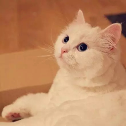 可爱的喵，你就是美丽的白雪公主~