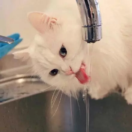 可爱的喵，你就是美丽的白雪公主~