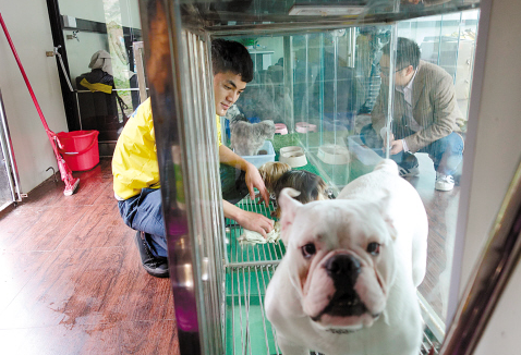 春节期间宠物寄养生意十分火爆