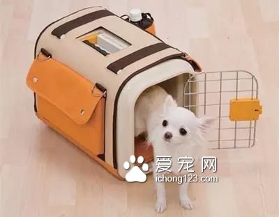 具有人性化的八大航空公司，让你的宠物也拥有“专座”