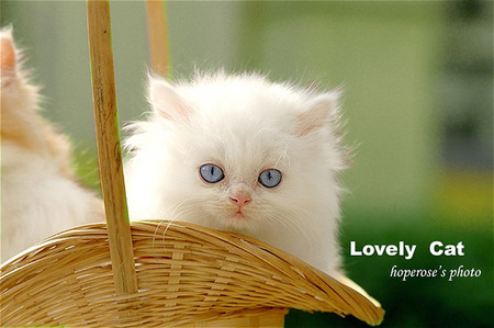 小猫有眼屎怎么办 可以帮猫咪清理一下