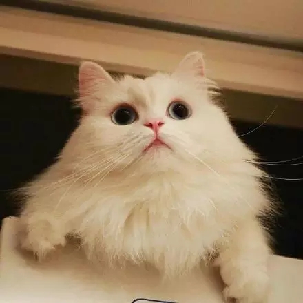 可爱的喵，你就是美丽的白雪公主~
