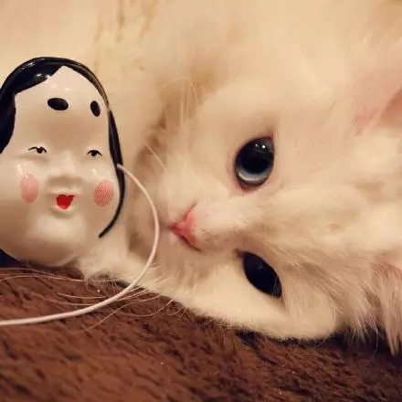 可爱的喵，你就是美丽的白雪公主~