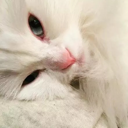 可爱的喵，你就是美丽的白雪公主~