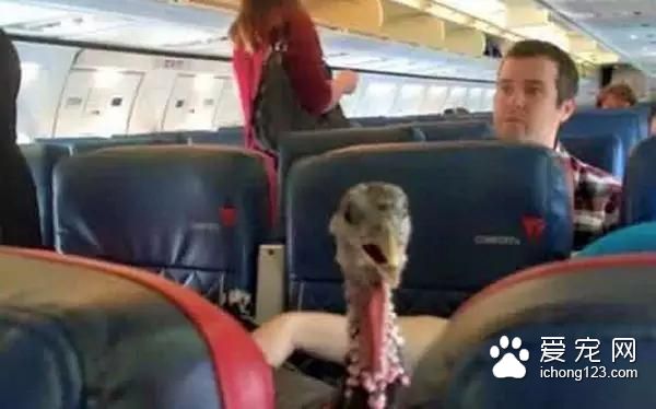具有人性化的八大航空公司，让你的宠物也拥有“专座”