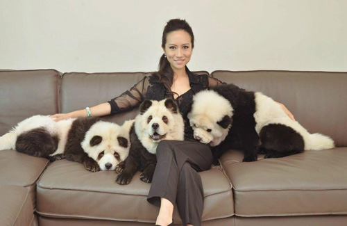 松狮犬染色后成网红 是狗还是熊猫傻傻分不清