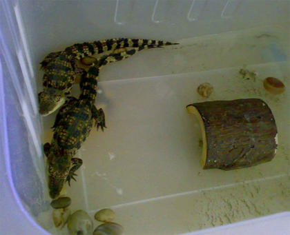 哪里有卖小鳄鱼 要做好饲养鳄鱼的准备