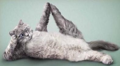 这些动物的姿态是否就是假期的你！